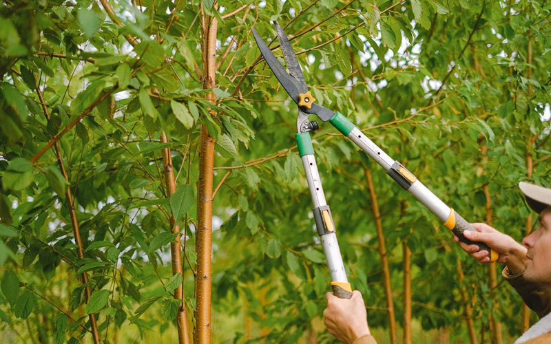 Tree trimming in Garden City, ID